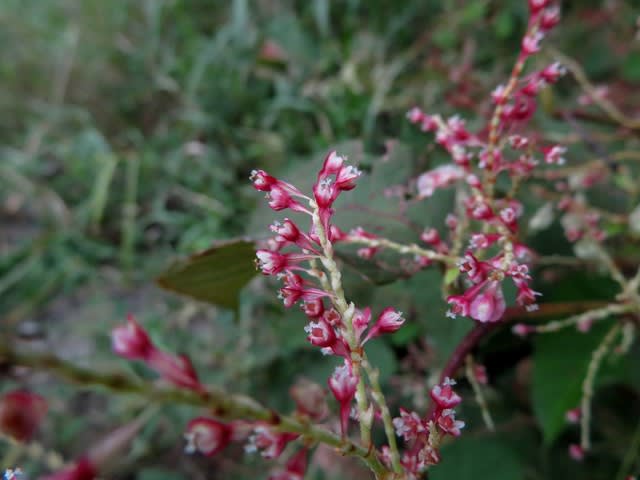 ムリヤリ紅白 めでたい花たち 宇治川下流散歩19年9月 6 なつみかんの木々を見上げて