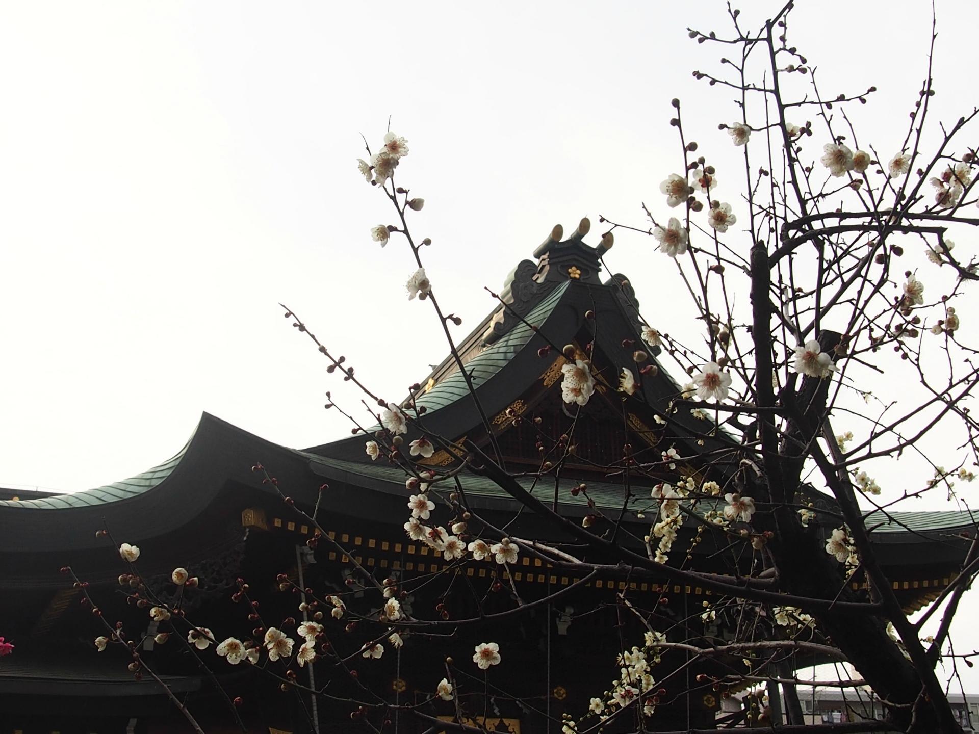 大阪天満宮の梅祭り ぶらっとjapan