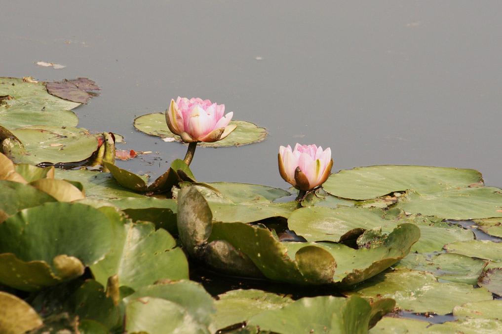 こんな花が咲いてた・・・の画像