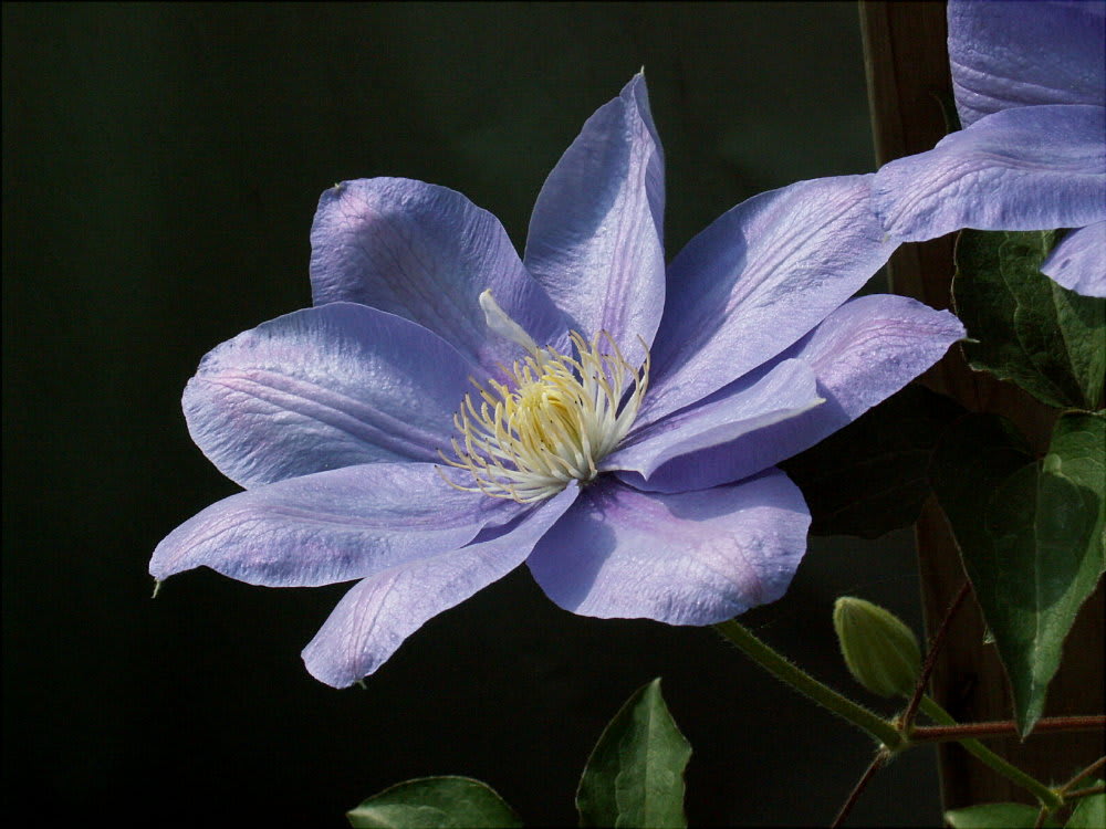 陽をうけて 青鉄扇の細き芯 クレマチス 花の公園 俳句 ｉｎｇ