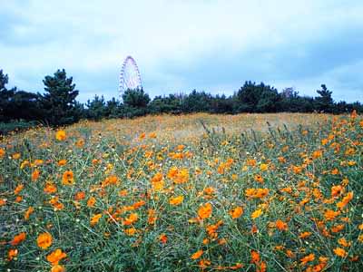 葛西臨海公園を走る ランシモ 葛西臨海公園を走る ランシモ