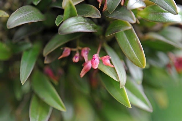 逆輸入 miwa.ryuko様専用 ミヤマムギラン revecap.com