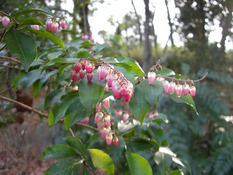 かわいい～～蕾？花？