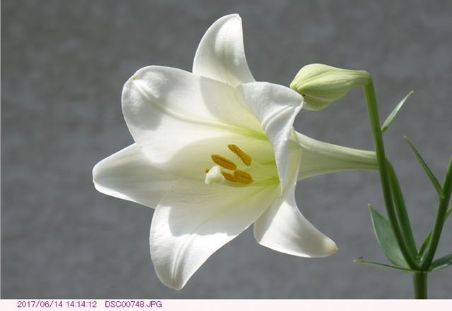 テッポウユリ 白い花 ホワイトエレガンス 都内散歩 散歩と写真