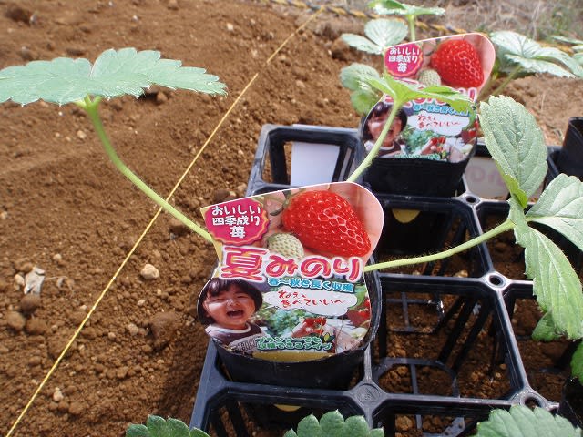 イチゴの苗を定植しました 私 Mori の畑日記