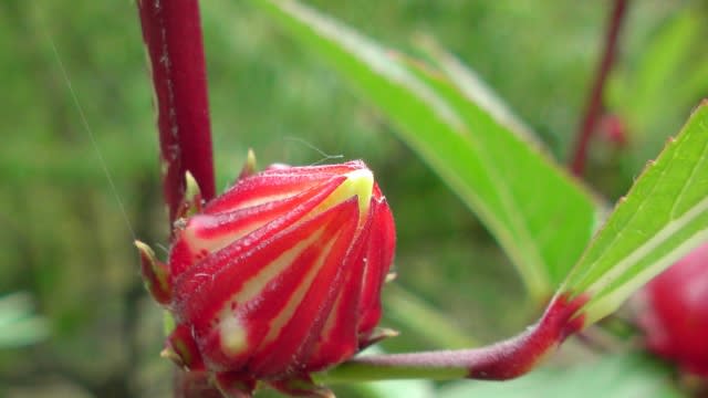 ローゼル ハイビスカス アオイ科 赤い実の皮がハイビスカスティーになります 今日の野鳥 エナガ Country知多 花と野鳥と家庭菜園の写真日記