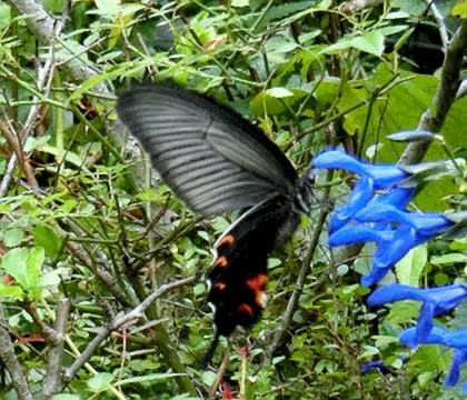昆虫採集 チョウ目の仲間と幼虫 クロアゲハ ベニシジミ ヤマトシジミ他 花と徒然なるままに