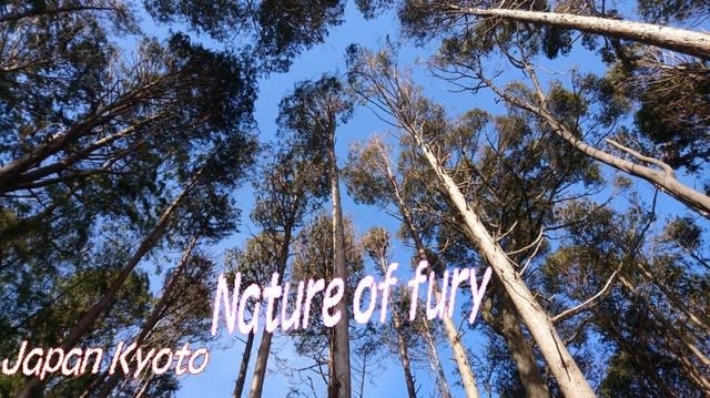  天王山⛰️倒木自然のパワー探索してきました・・・・Nature of fury京都大山崎 - 環境ボランティア・いげのやま美化クラブ
