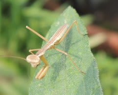5月29日 ベランダにカマキリの赤ちゃん みどりの野原 5月29日 ベランダにカマキリの赤ちゃん みどりの野原