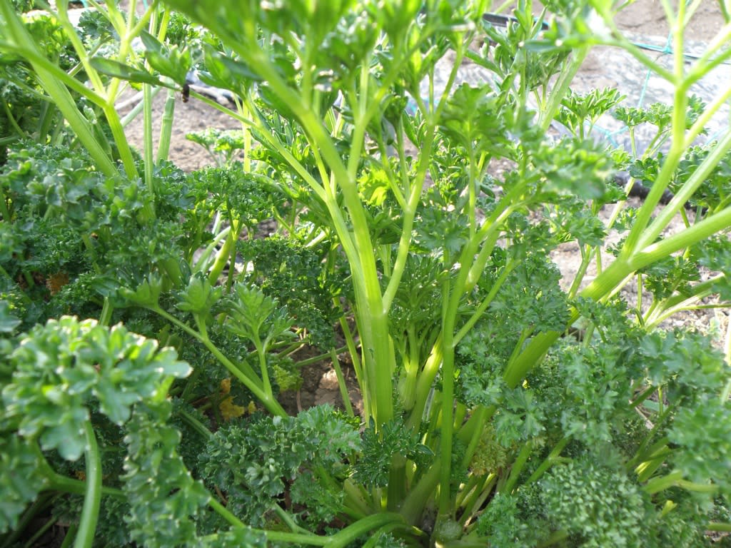 完全にトウ立ちしました 野菜作り大好き 車も大好き 冬にはスキーを 何時も楽しく 面白く ありがとうを忘れずに 完全にトウ立ちしました 野菜作り大好き 車も大好き 冬にはスキーを 何時も楽しく 面白く ありがとうを忘れずに