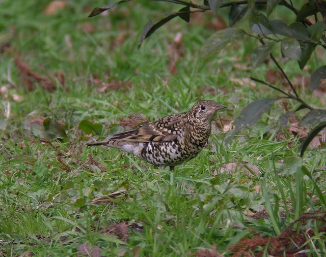 12 19 日 逗子 二子山探鳥会 小鳥日和 12 19 日 逗子 二子山探鳥会 小鳥日和
