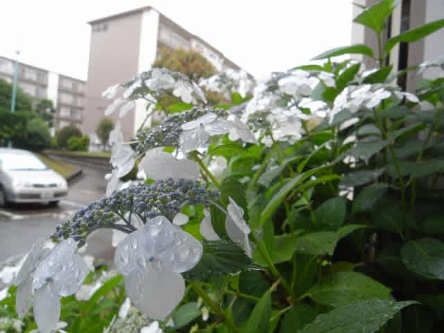 R0013181_s R0013181_s