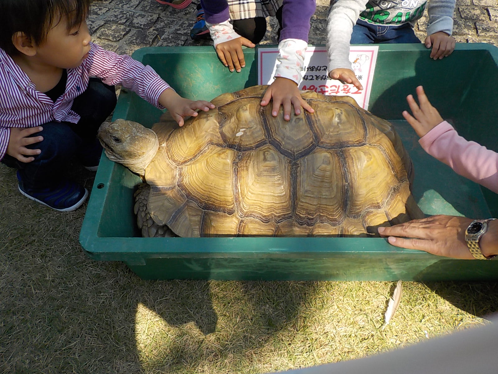 亀の寿命は1万年 ナースうさぎのあーちゃん 亀の寿命は1万年 ナースうさぎのあーちゃん