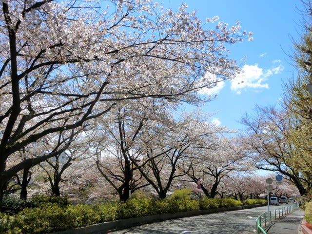 花筏とはいきませんでしたが 練馬区 石神井川の桜 ヒマヒマノキ 歩いて 見て 楽しんで