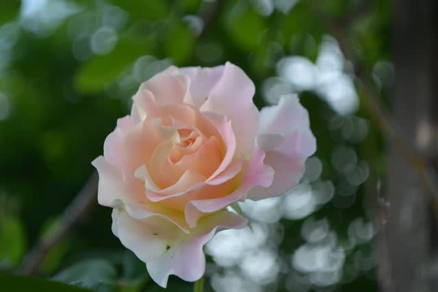 手作り木製アーチのバラ、ロココなど - 花に癒されて