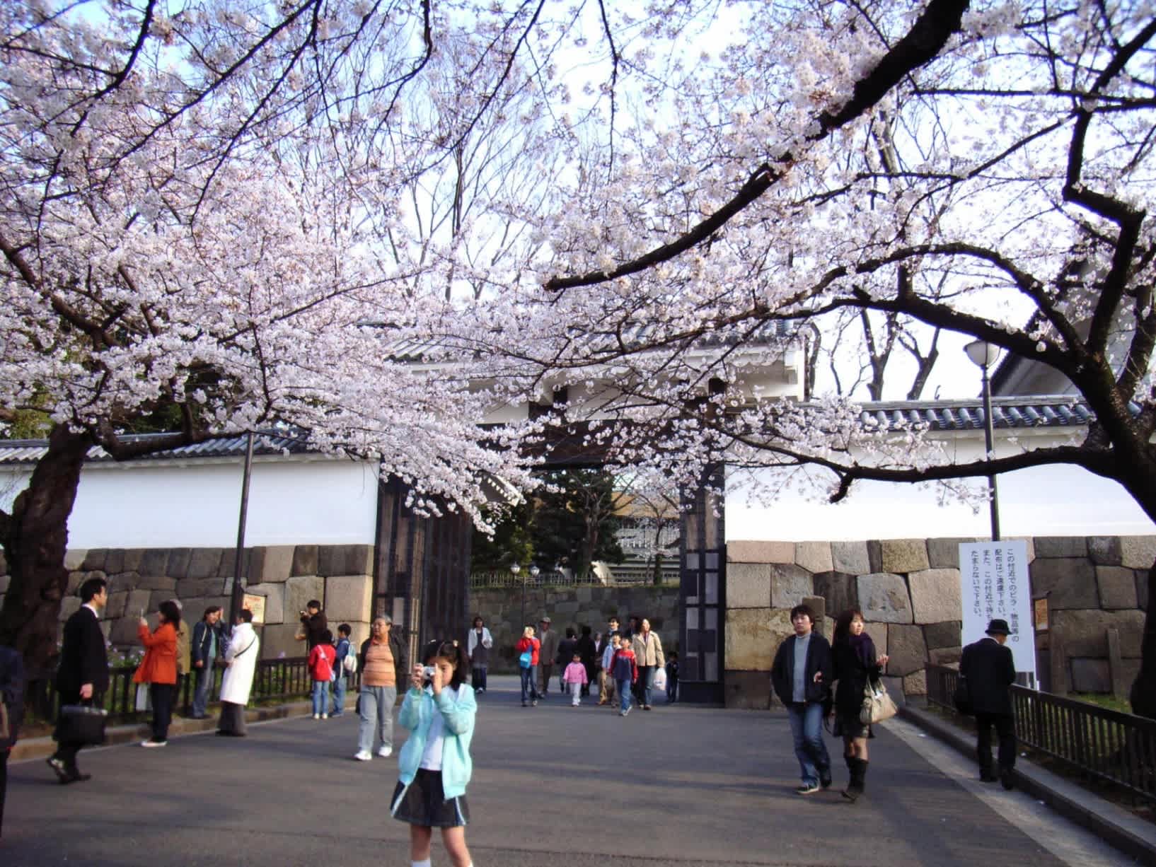 桜の田安門 九段下 Discover The 風雅のブリキ缶 Written By Tonkyu 桜の田安門 九段下 Discover The 風雅のブリキ缶 Written By Tonkyu