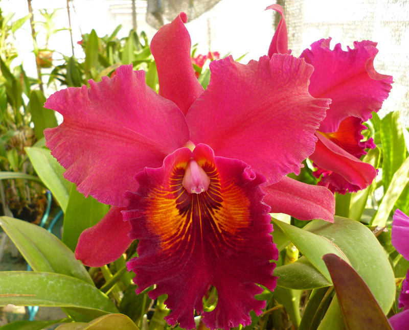 ◇Rlc. Shinfong Crown'General #1' - カトログ !! ~ カトレヤ ◇Rlc. Shinfong Crown'General #1' - カトログ !! ~ カトレヤ