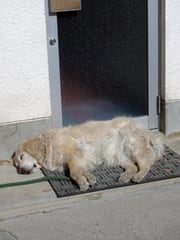 寝犬