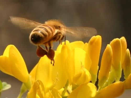 蜂 エニシダの蜜は美味しいのかな お庭な出来事
