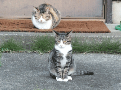 ジジのキャラクター 猫のおもてなし ジジのキャラクター 猫のおもてなし