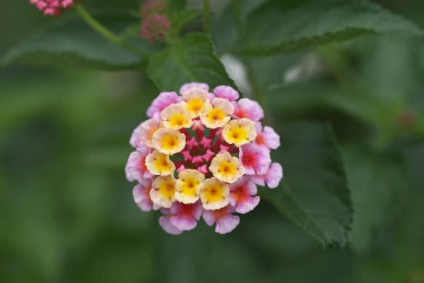 ランタナ 他の花と共生できるこの花は11月9日も誕生花 Aiグッチ のつぶやき