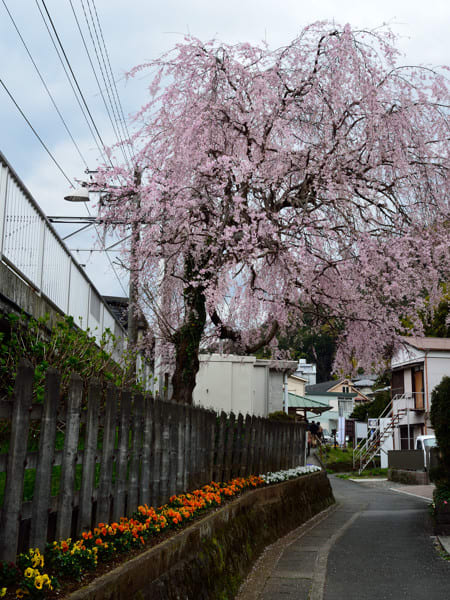 長興山紹太寺のしだれ桜 小田原市 かながわ いーとこ