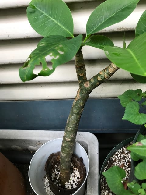 プルメリア のブログ記事一覧 Blog Lei 自然と共に 季節ならではの味を楽しむ プルメリア のブログ記事一覧 Blog Lei 自然と共に 季節ならではの味を楽しむ