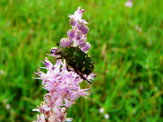 ツルボの花が満開の画像