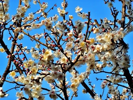 梅の花満開 剪定枝を集めて焼却 紀州 有田で田舎暮らし