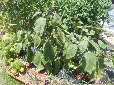 猛暑でしおれた葉や新芽 趣味と実益の野菜作り日記