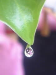 クワズイモ 葉から大量の水滴が うぐいすぱん生活