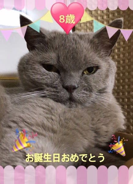 お誕生日おめでとう Majyoneko 羊毛フェルトと猫まみれの日々
