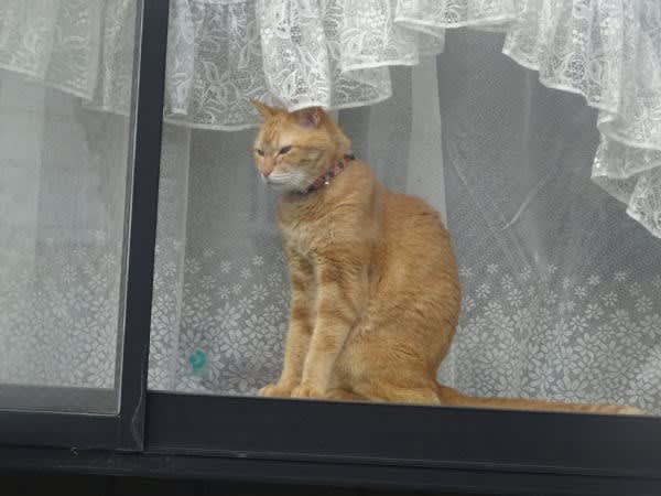 窓際で 物思いに耽る 猫さん 歩き日記 窓際で 物思いに耽る 猫さん 歩き日記