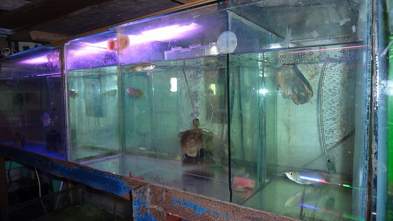 神秘の国 アロワナ価格 大型魚飼育 In 神秘の国インドネシア