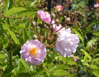 実生の野バラ 野の花ガーデンblog