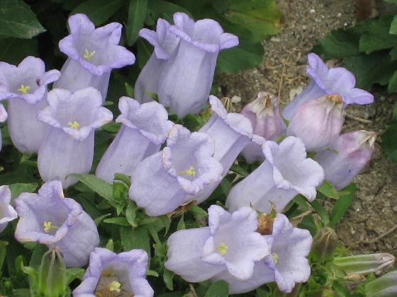 カンパニュラ薄紫 花との出会いで癒されています