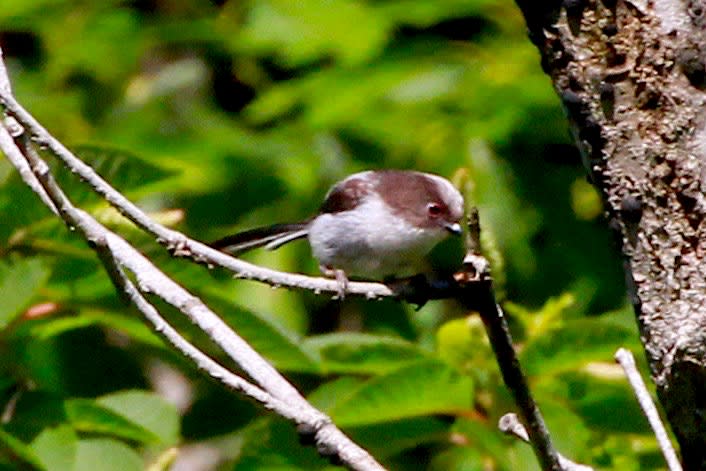 エナガの幼鳥 ヒヨドリの幼鳥 コゲラ シジュウカラ 自然を求めて近辺ぶらり