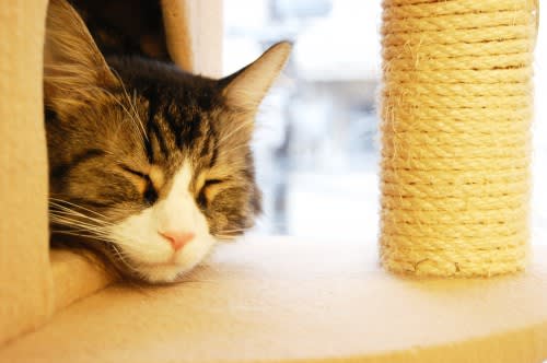 お休み中の猫さんの写真も無料 商用可能 フリー素材ドットコム