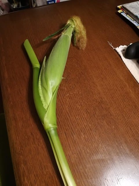 新鮮なとうもろこしいただきました あんな事こんな事あったもん