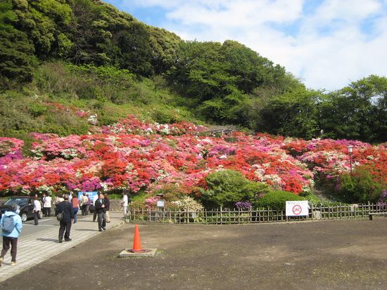 葉山町役場「花の木公園」のツツジ