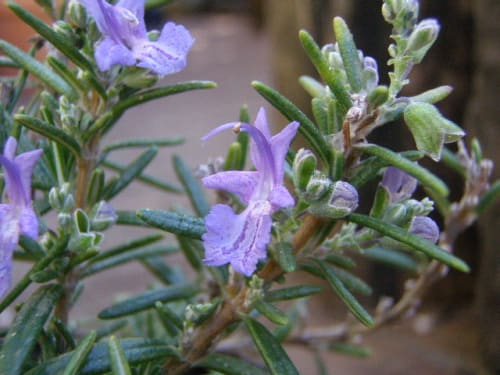 ローズマリー モーツアルトブルー Rosemary Mozart Blue の花 モノトーンでのときめき