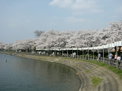 砂沼の桜