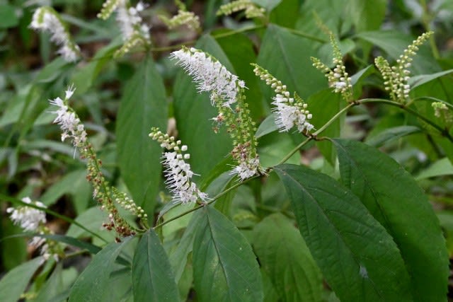 シソの花 シモバシラの花 行く川の流れ