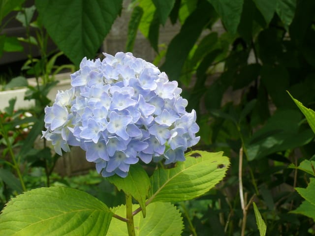 一関市東山町のセイヨウアジサイ 西洋紫陽花 19年6月27日 木 Peaの植物図鑑