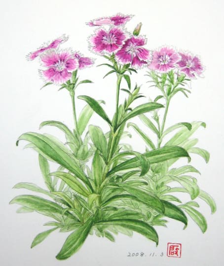 ナデシコ テルスター 四季咲き撫子 花の絵いっぱい描きたい