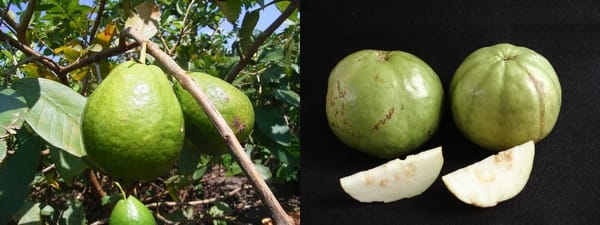 グアバは種で増やすと化ける話 熱帯果樹写真館ブログ