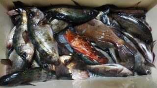 メバル掛釣り のブログ記事一覧 磯治の釣り日記