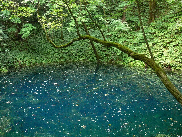 津軽国定公園十二湖：青池は青インクを流したような色合い