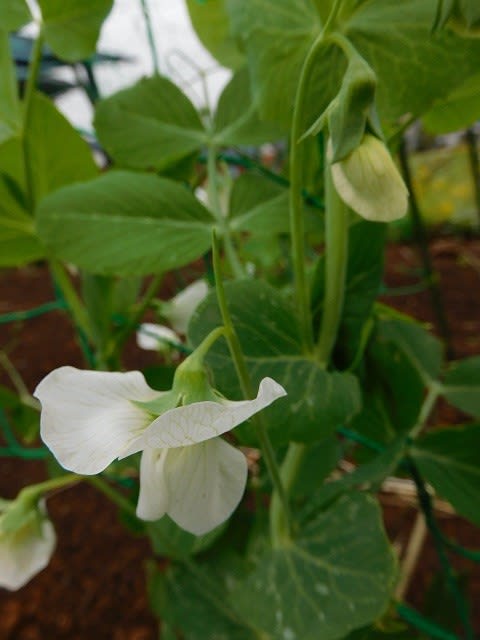 白い花のエンドウ豆 夢見るタンポポおばさん