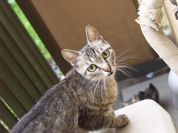 Kasword 猫 顔文字 シャー Kasword 猫 顔文字 シャー